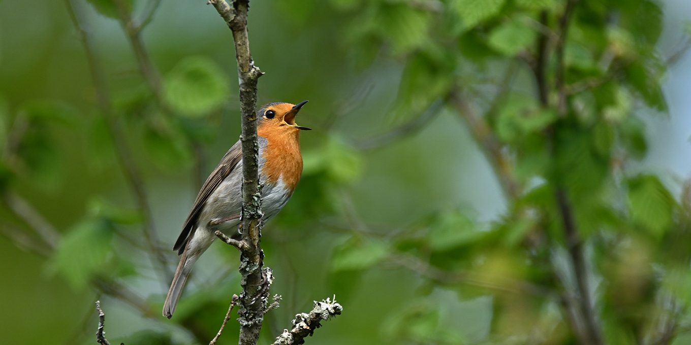 À l'écoute des chants d'oiseaux